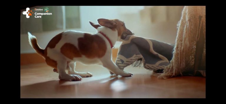 Brand : Himalaya Pet Food